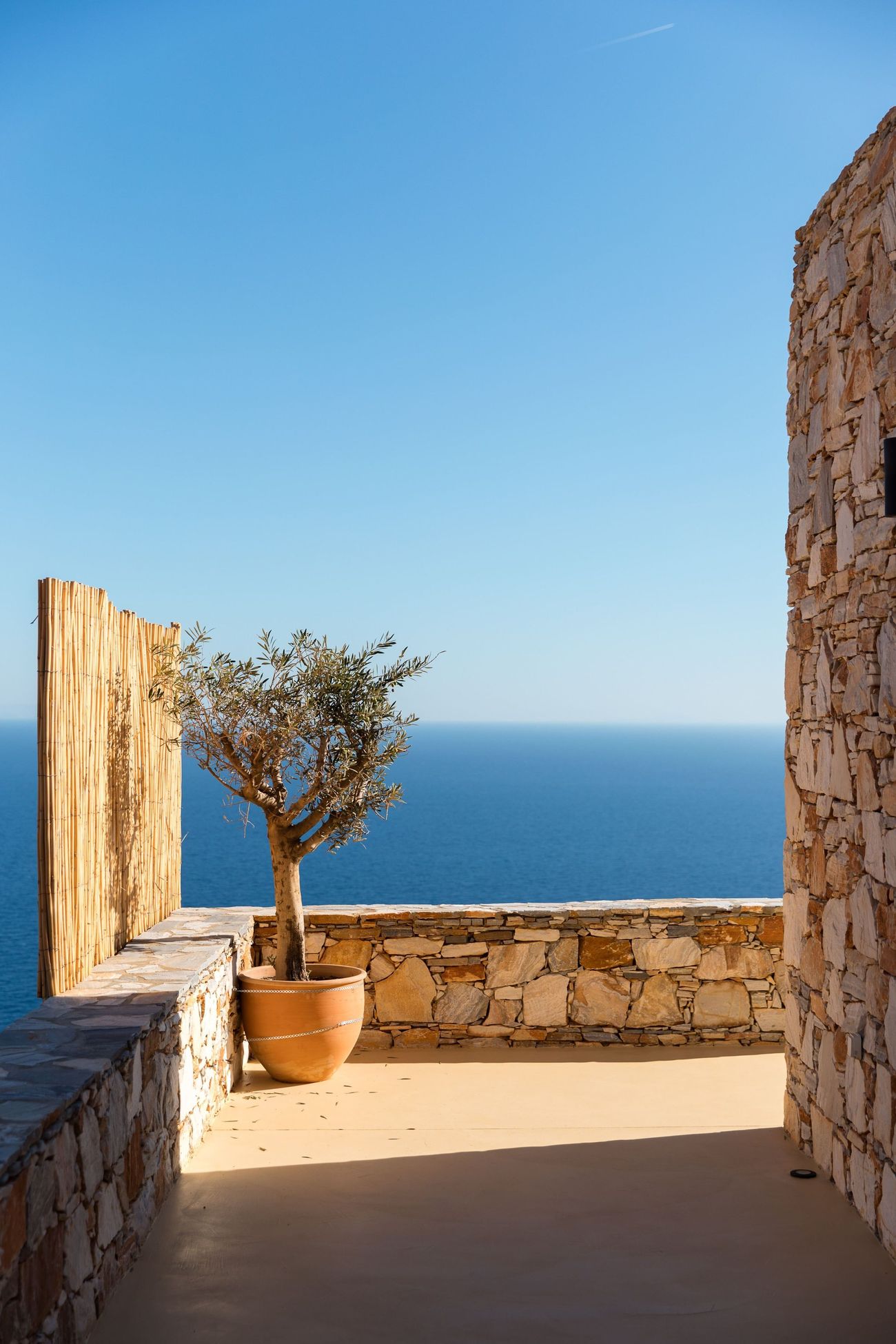 An olive tree in a terracotta pot on the terrace